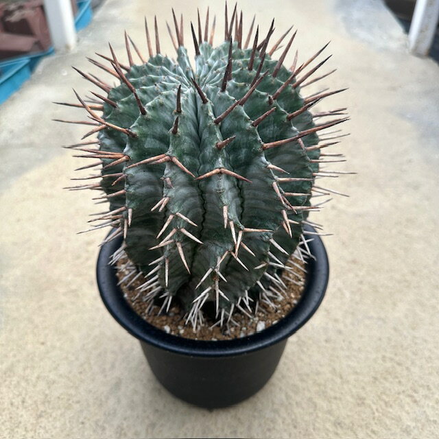 楽天花のまちころぼっくる【Euphorbia ホリダ（実） 】管理方法付き6号鉢 サボテン 多肉植物 希少 珍奇植物 レア 珍品 珍しい インテリア 観葉植物 グリーン 人気 おうち時間 プレゼント ギフト おしゃれ 新生活 引っ越し 新築祝