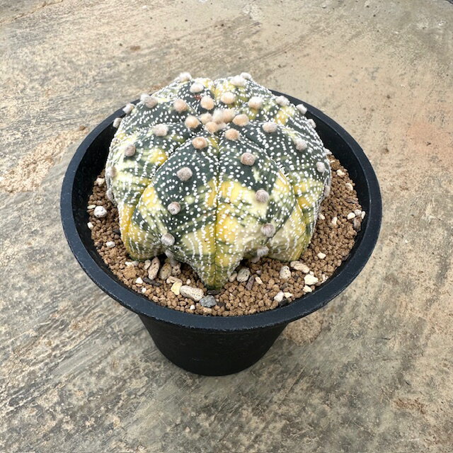 楽天市場】アストロフィツム(種類(植物)サボテン)の通販 楽天市場】アストロフィツム(種類(植物)サボテン)の通販