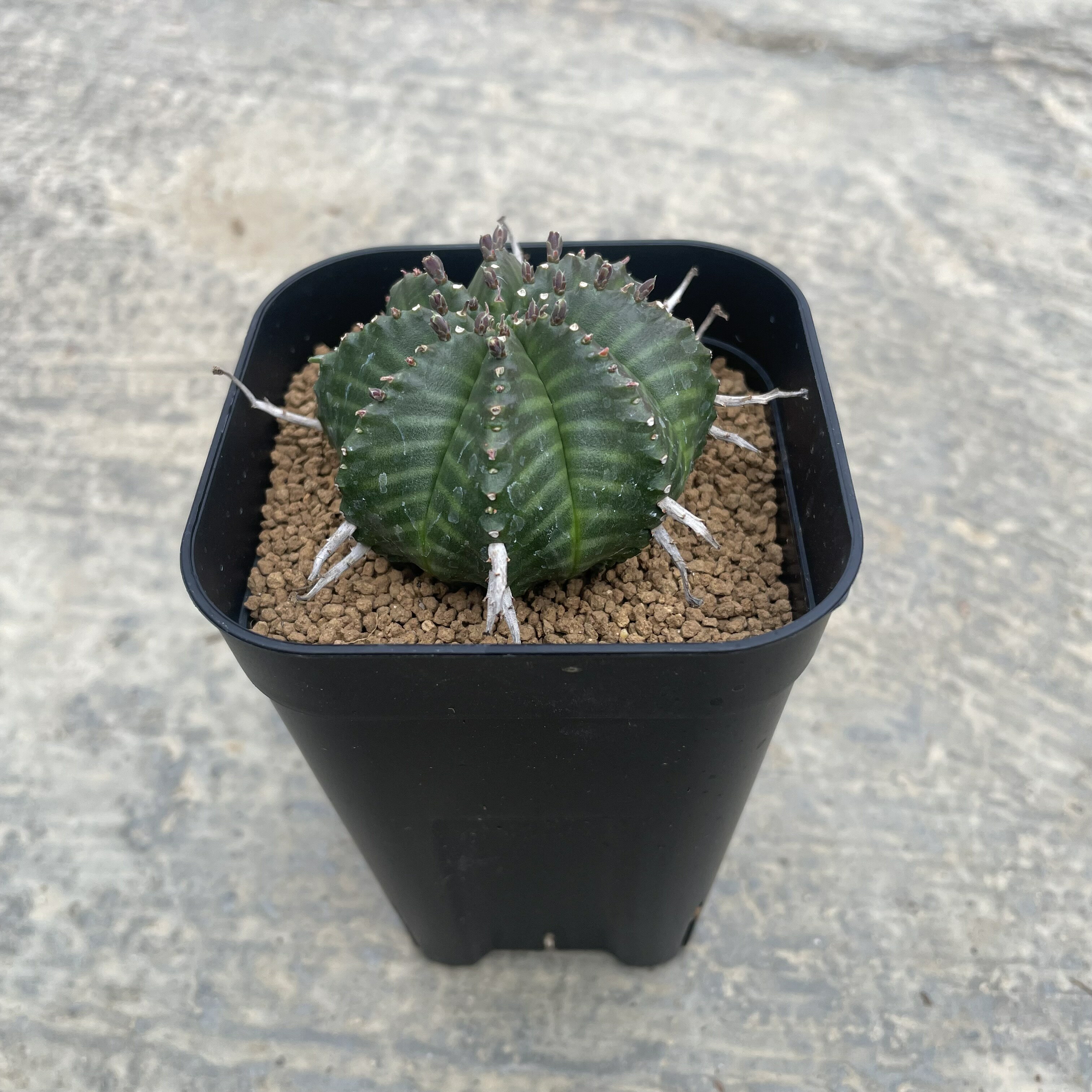 Euphorbia ユーフォルビア バリダ　管理方法付き2.5号鉢 サボテン 多肉植物 希少 珍奇植物 レア 珍品 珍しい インテリア 観葉植物 グリーン 人気 おうち時間 プレゼント ギフト おしゃれ