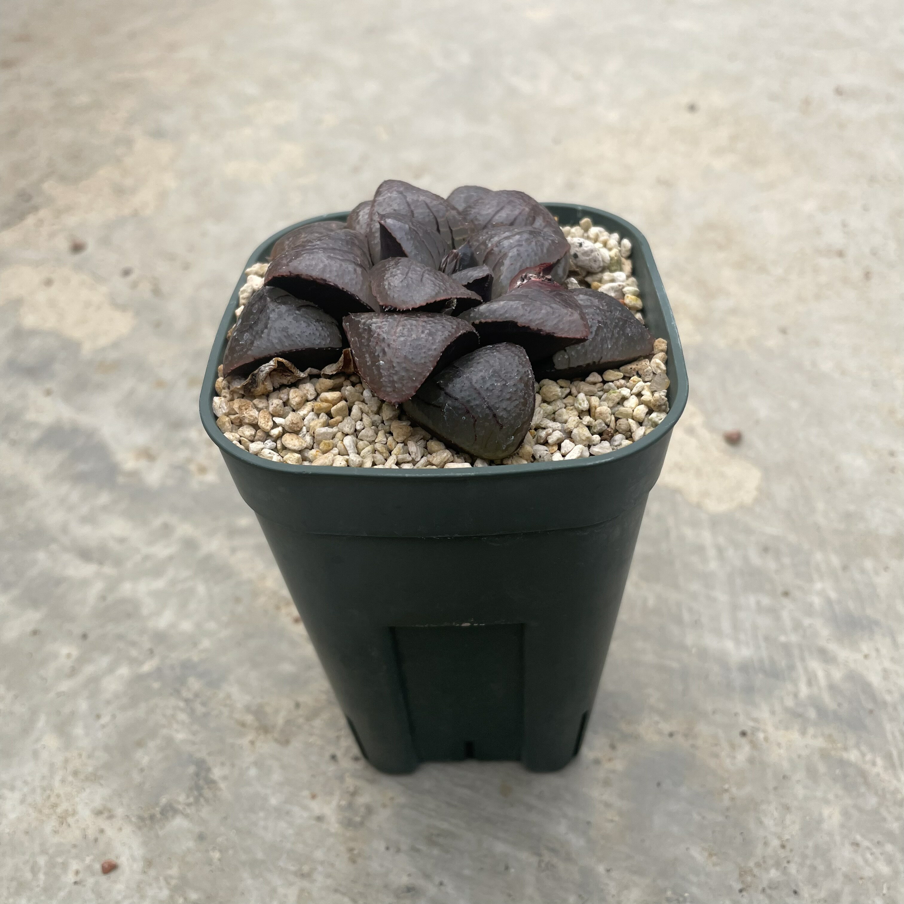 Haworthia ϥ ⶿ˡդ2.5ȭ ܥƥ ¿ʪ  ʪ 쥢   ƥꥢ տʪ ꡼ ͵ ...