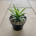 ALOE アロエ ミニベル 管理方法付き3号鉢 サボテン 多肉植物 希少 珍奇植物 レア 珍品 珍しい インテリア 観葉植物 グリーン 人気 おうち時間 プレゼ...