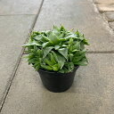 Haworthia ハオルチア レトゥーサアクミネイタホワイトゴースト 管理方法付き3号鉢 サボテン 多肉植物 希少 珍奇植物 レア 珍品 珍しい インテリア ...