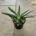GASTERIA ガステリア ドラゴンスキン 管理方法付き3号鉢 サボテン 多肉植物 希少 珍奇植物 レア 珍品 珍しい インテリア 観葉植物 グリーン 人気 ...