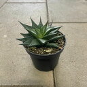 EARTH アース リミフォリアツイスト 管理方法付き3号鉢 サボテン 多肉植物 希少 珍奇植物 レア 珍品 珍しい インテリア 観葉植物 グリーン 人気 おう...