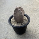 Whitesloanea ホワイトスロアネア クラサ 管理方法付き3号鉢 サボテン 多肉植物 希少 珍奇植物 レア 珍品 珍しい インテリア 観葉植物 グリーン...