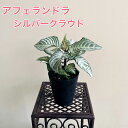 アフェランドラ シルバークラウド 観葉植物 3号鉢 黒い鉢 鉢植え グリーンインテリア おしゃれな観葉植物 おしゃれ 育てやすい 耐陰性 常緑性 個性的な葉 ギ...