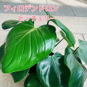 フィロデンドロン ピッチェリー 観葉植物 5号鉢 丸い葉 ハート型 かわいいい 黒い鉢 鉢植え グリーンインテリア おしゃれな観葉植物 おしゃれ 育てやすい 耐...