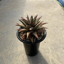 Haworthia ハオルチア バビローサ コエル錦 管理方法付き3号鉢 サボテン 多肉植物 希少 珍奇植物 レア 珍品 珍しい インテリア 観葉植物 グリーン...