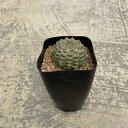 Euphorbia ユーホルビア 亀甲オベサ 管理方法付き2号鉢 サボテン 多肉植物 希少 珍奇植物 レア 珍品 珍しい インテリア 観葉植物 グリーン 人気 おうち時間 プレゼント ギフト おしゃれ
