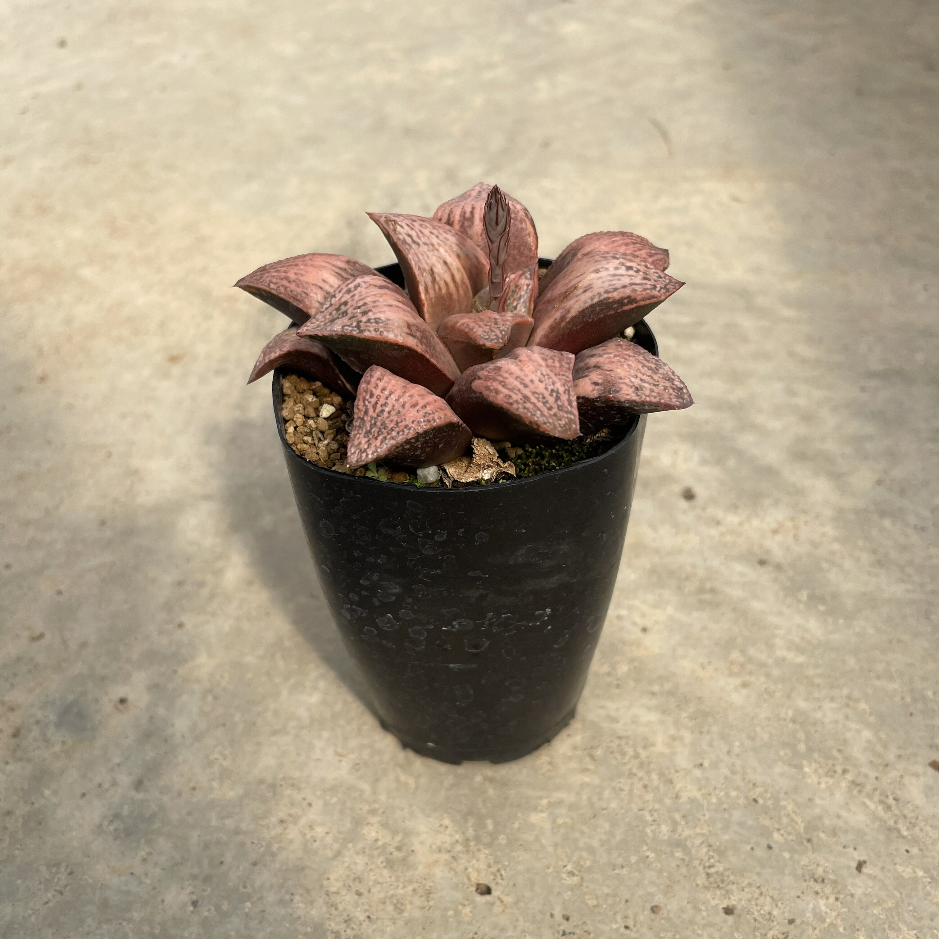 Haworthia ϥ ˡˡդ2ȭ ܥƥ ¿ʪ  ʪ 쥢   ƥꥢ տʪ ...