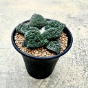 Ariocarpus アリオカルパス 亀甲牡丹ゴジラ (実) 管理方法付き3号鉢 サボテン 多肉植物 希少 珍奇植物 レア 珍品 珍しい インテリア 観葉植物 グリーン 人気 おうち時間 プレゼント ギフト おしゃれ