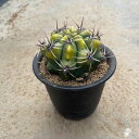 Gimnocalycium ギムノカリシウム アチラセンセ錦 曙斑 (実) 管理方法付き3号鉢 サボテン 多肉植物 希少 珍奇植物 レア 珍品 珍しい インテリ...