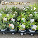 【お得なハーブ苗3種セット】スパイスハーブ アロマ 香り リラックス ガーデニング 食用 飲用 園芸 装飾 寄せ植え クッキング セット 栽培 家庭菜園 花苗 ...
