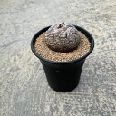 ディオスコレア 亀甲竜 管理方法付き2.5号鉢 サボテン 多肉植物 希少 珍奇植物 レア 珍品 珍しい インテリア 観葉植物 グリーン 人気 おうち時間 プレゼント ギフト おしゃれ
