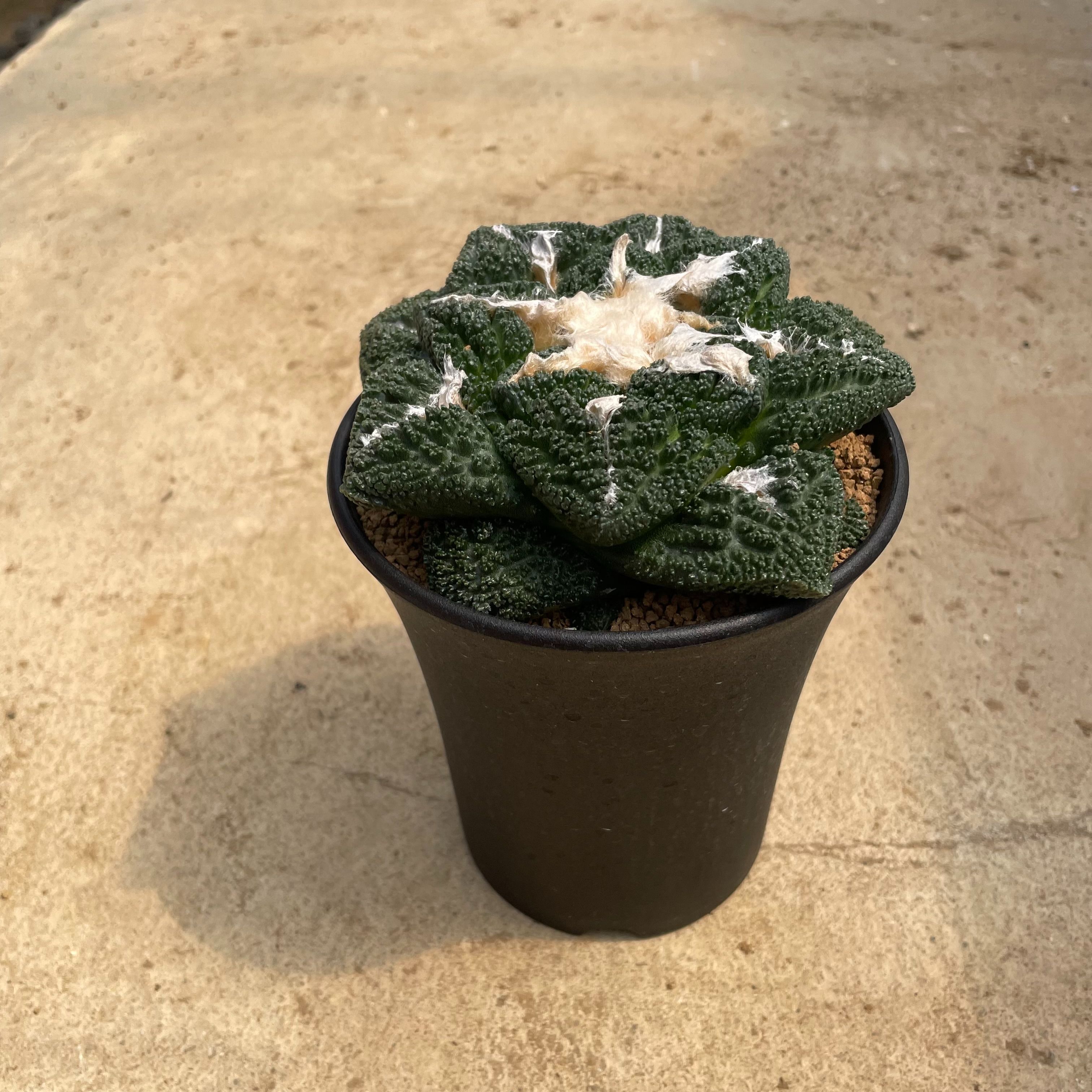 Ariocarpus ꥪѥʼ¡ˡ۴ˡդ3.5ȭ ܥƥ ¿ʪ  ʪ 쥢   ...