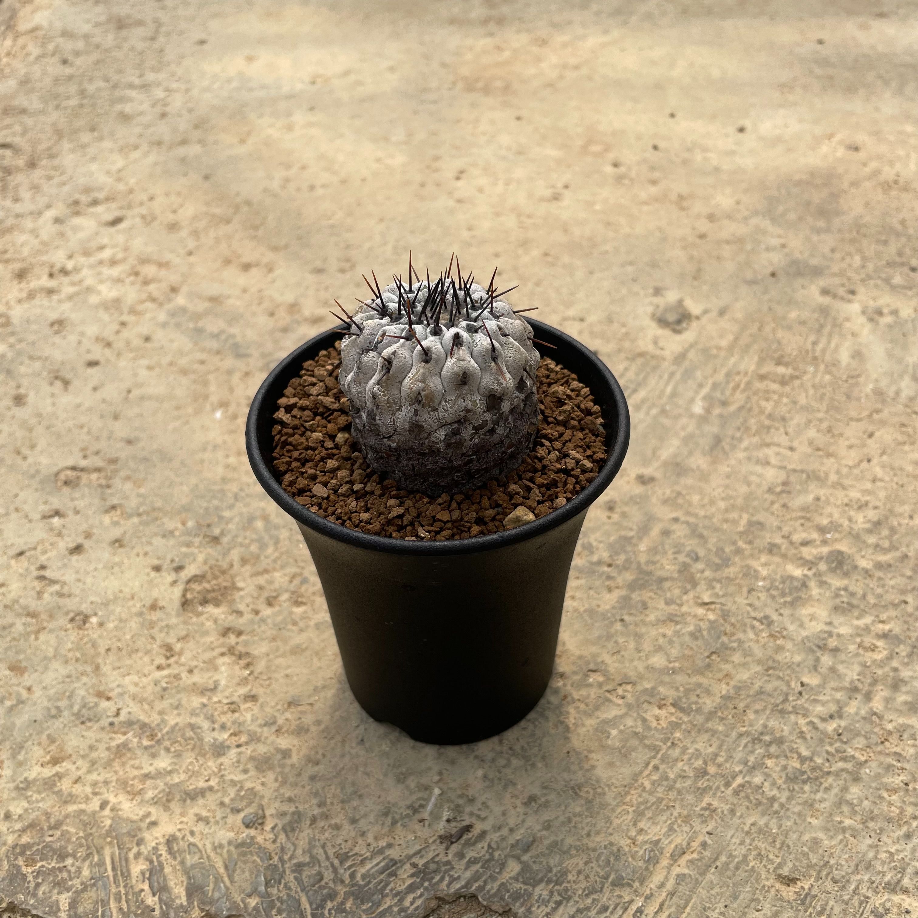 コピアポア レンベッキー Copiapoa lembkei seedling 鉢上げ完了