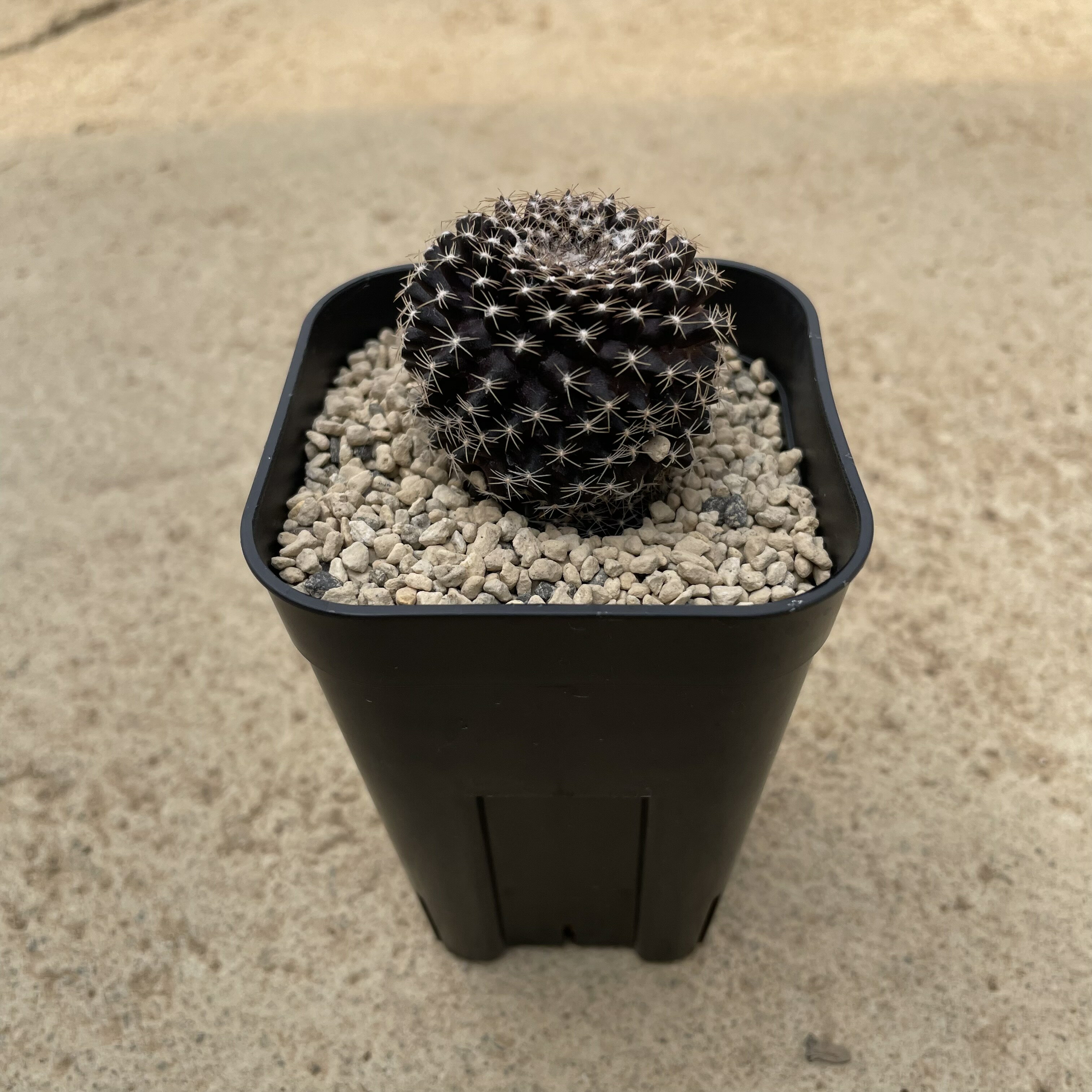 楽天市場】コピアポア(花・観葉植物|花・ガーデン・DIY)の通販 楽天市場】コピアポア(花・観葉植物|花・ガーデン・DIY)の通販