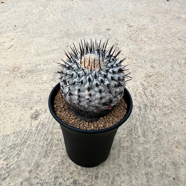 Copiapoa ʥ ˡդ3ȭ ܥƥ ¿ʪ  ʪ 쥢   ƥꥢ տʪ ꡼...