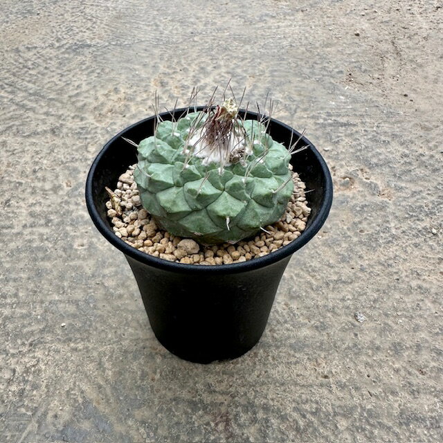 菊水　実生　錣化　菊鉢6号　サボテン 植物×鉢】サボテン 菊水× 陶器鉢 塊根植物 | A-PLANTS|塊根植物販売