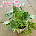 【レア品種】ヒューケラ スノーウィーパンキー 3号ポット苗 カラーリーフ おしゃれ 花苗 花壇 寄せ植え ハンギングバスケット 耐寒性 耐暑性 丈夫 育てやすい 希少品種