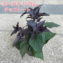 ユーパトリウム チョコレート 2.5号ポット苗 おしゃれ 花苗 花壇 寄せ植え 耐寒性 耐暑性 丈夫 育てやすい 宿根草 銅葉