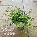 【お得な5点セット!】トレニア コンカラー 斑入り 2.5号ポット苗 グランドカバー 苗 花苗 寄せ植え おしゃれ 明るい色 彩り 花壇 鉢植え 寄せ植え ハンキングバスケット季節の苗暑さに強い 日なた 半日陰