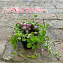 【お得な5点セット!】パープルクランベリー(大柴コケモモ) 2.5号ポット苗 鑑賞用 苗 花苗 寄せ植え おしゃれ 明るい色 彩り 花壇 鉢植え 吊り鉢 寄せ植え ハンキングバスケット季節の苗 日なた 半日陰