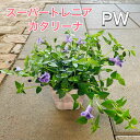 【お得な3点セット!】スーパートレニア カタリーナ 3号ポット苗 おしゃれ 花苗 グランドカバー 花壇 寄せ植えハンキングバスケット 雨に強い 病気に強い 耐暑性 丈夫 育てやすい