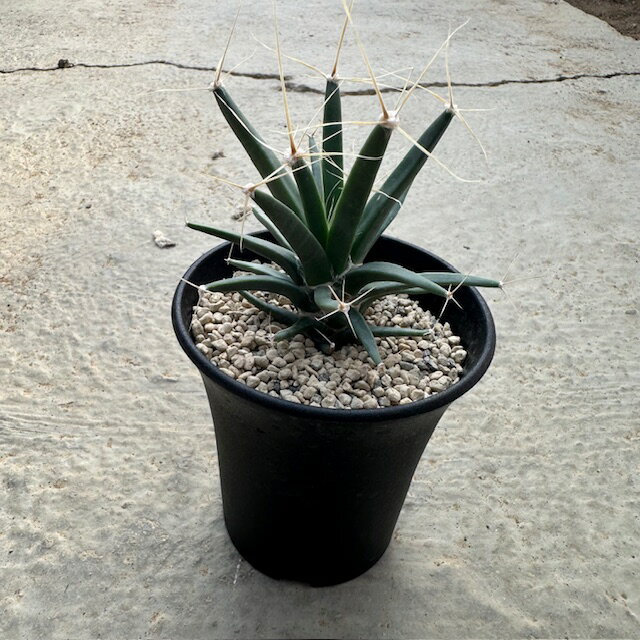 Leuchtenbergia レウクテンベルギア 晃山（実）　管理方法付き3号鉢 サボテン 多肉植物 希少 珍奇植物 レア 珍品 珍しい インテリア 観葉植物 グリーン 人気 おうち時間 プレゼント ギフト おしゃれ