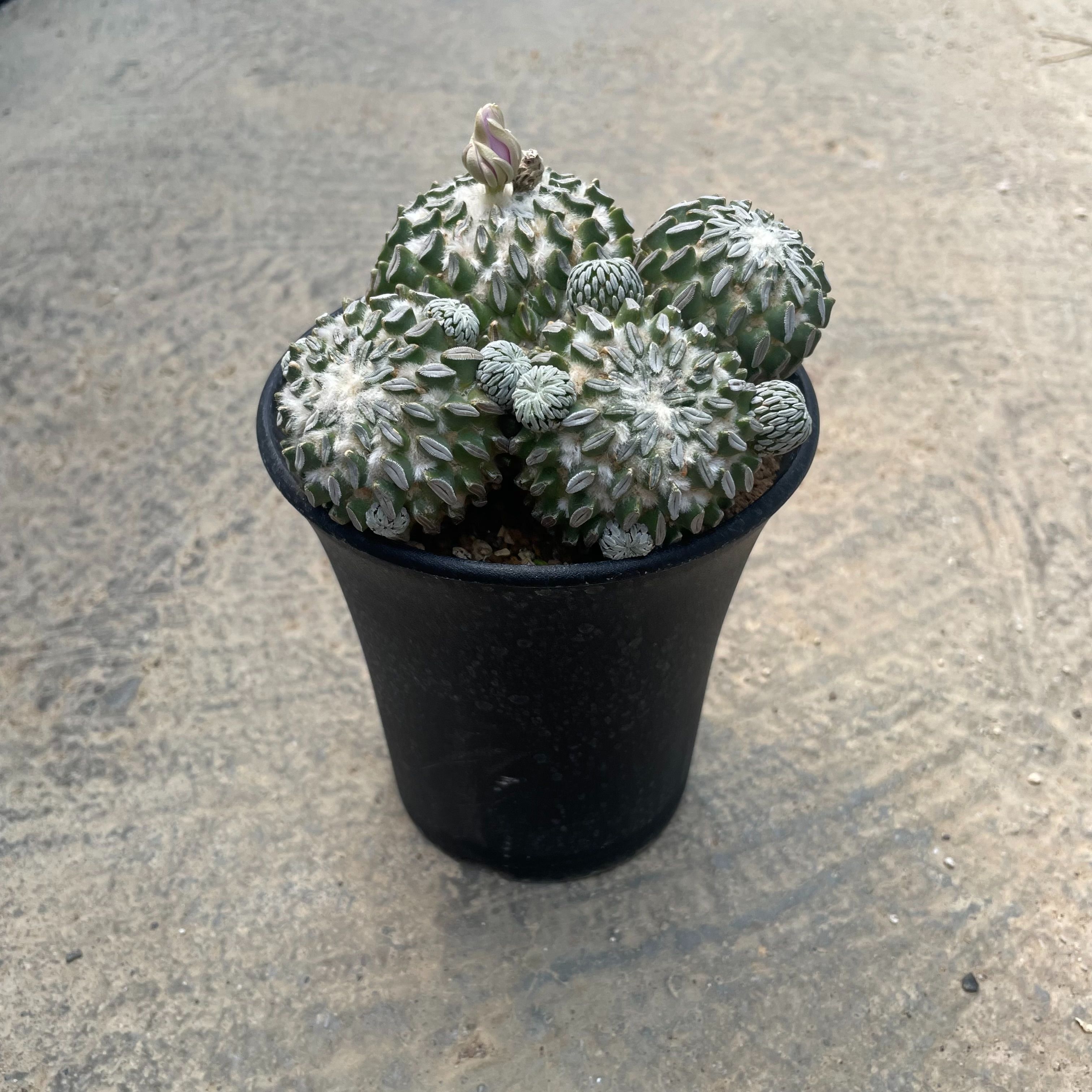 Pelecyphora ѥ쥭ե  ۴ˡդ3.5ȭ ܥƥ ¿ʪ  ʪ 쥢   ƥꥢ տʪ ꡼ ͵  ץ쥼 ե   ñۤ ۽