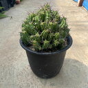 【Euphorbia ユーホルビア フィリプシアエ 】管理方法付き4.5号鉢 サボテン 多肉植物 希少 珍奇植物 レア 珍品 珍しい インテリア 観葉植物 グリーン 人気 おうち時間 プレゼント ギフト おしゃれ 新生活 引っ越し 新築祝