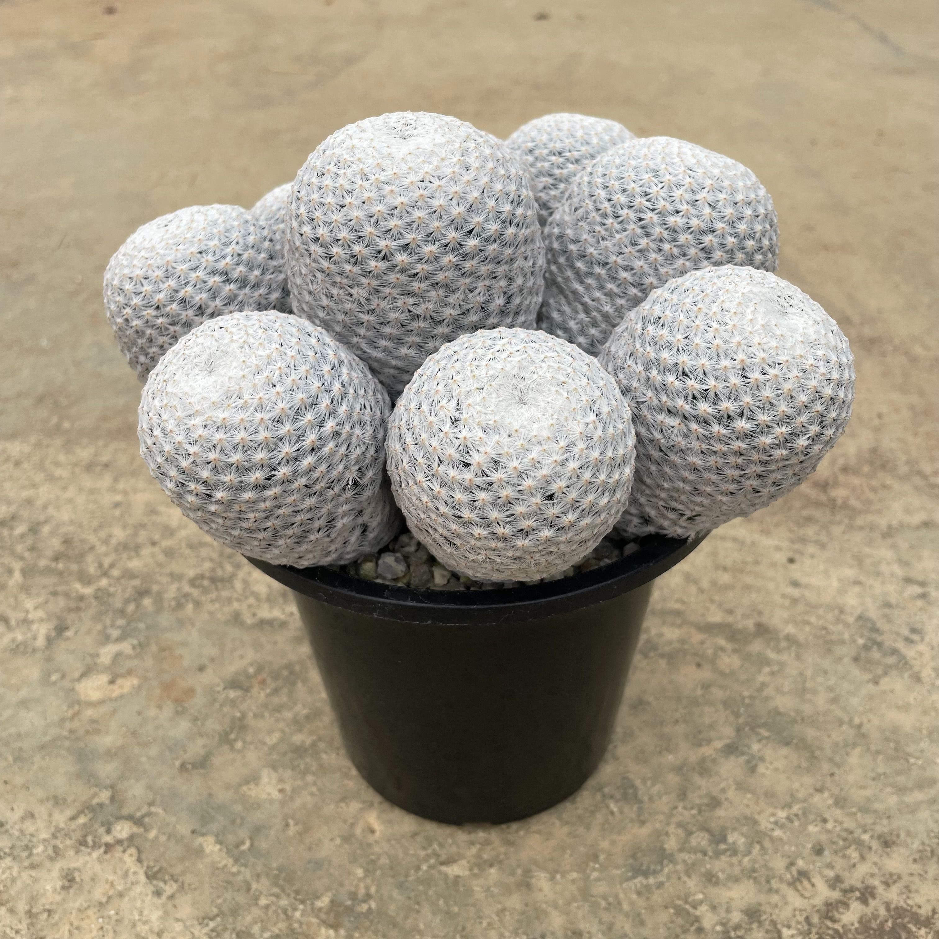 Mammillaria マミラリア 白鳥 管理方法付き3号鉢 サボテン 多肉植物 希少 珍奇植物 レア 珍品 珍しい インテリア 観葉植物 インテリアグリーン 人気 おうち時間 プレゼント ギフト おしゃれ 育てやすい コレクション 初心者向け 開店祝い