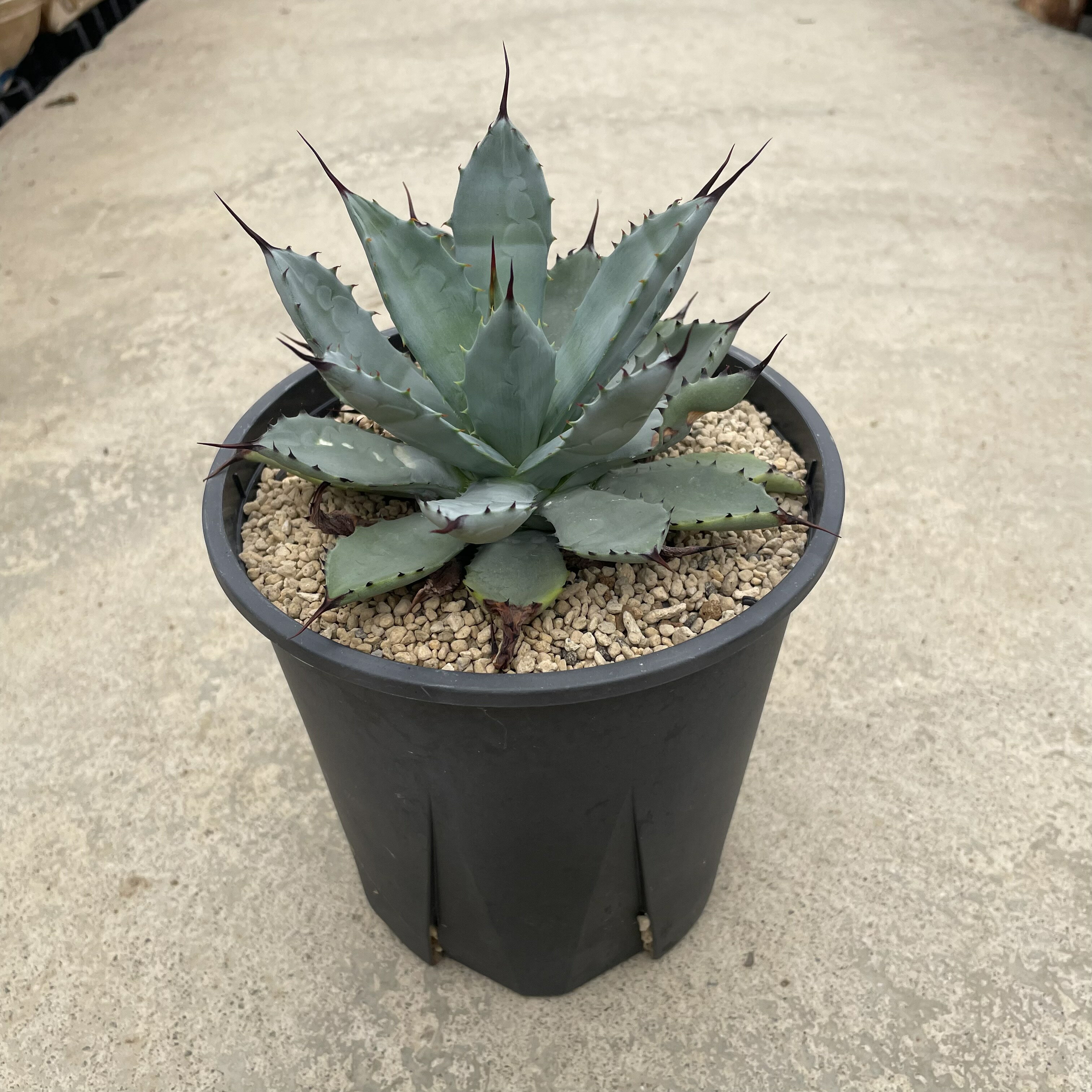 Agave アガベ 八荒雷神 はっこうらいじん 管理方法付き5号鉢 サボテン 多肉植物 希少 珍奇植物 レア 珍品 珍しい インテリア 観葉植物 グリーン 人気 おうち時間 プレゼント ギフト おしゃれ