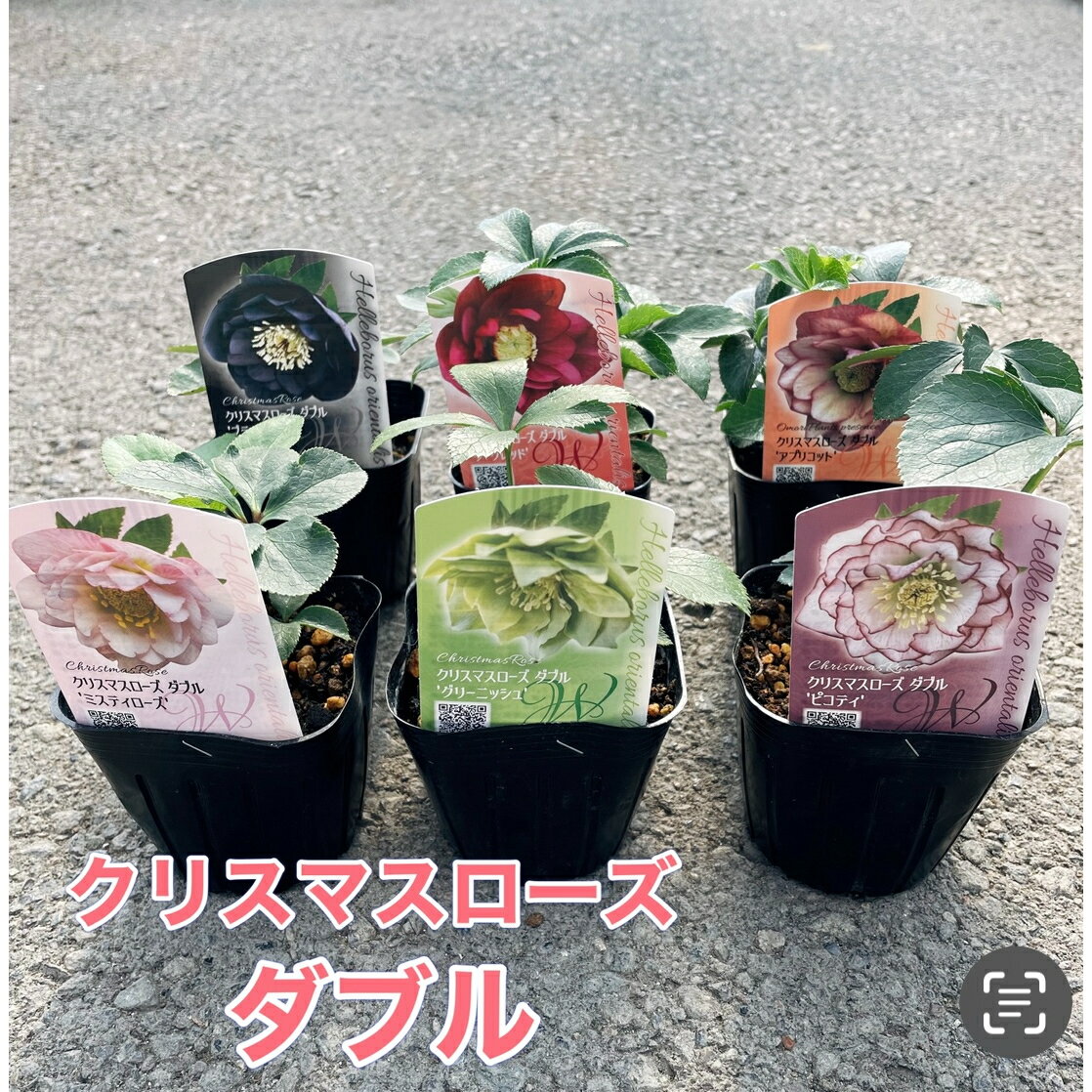 【お得な3点セット！】クリスマスローズ ダブル 花色おまかせオオモリプランツ 数量限定 3号ポット苗 ..