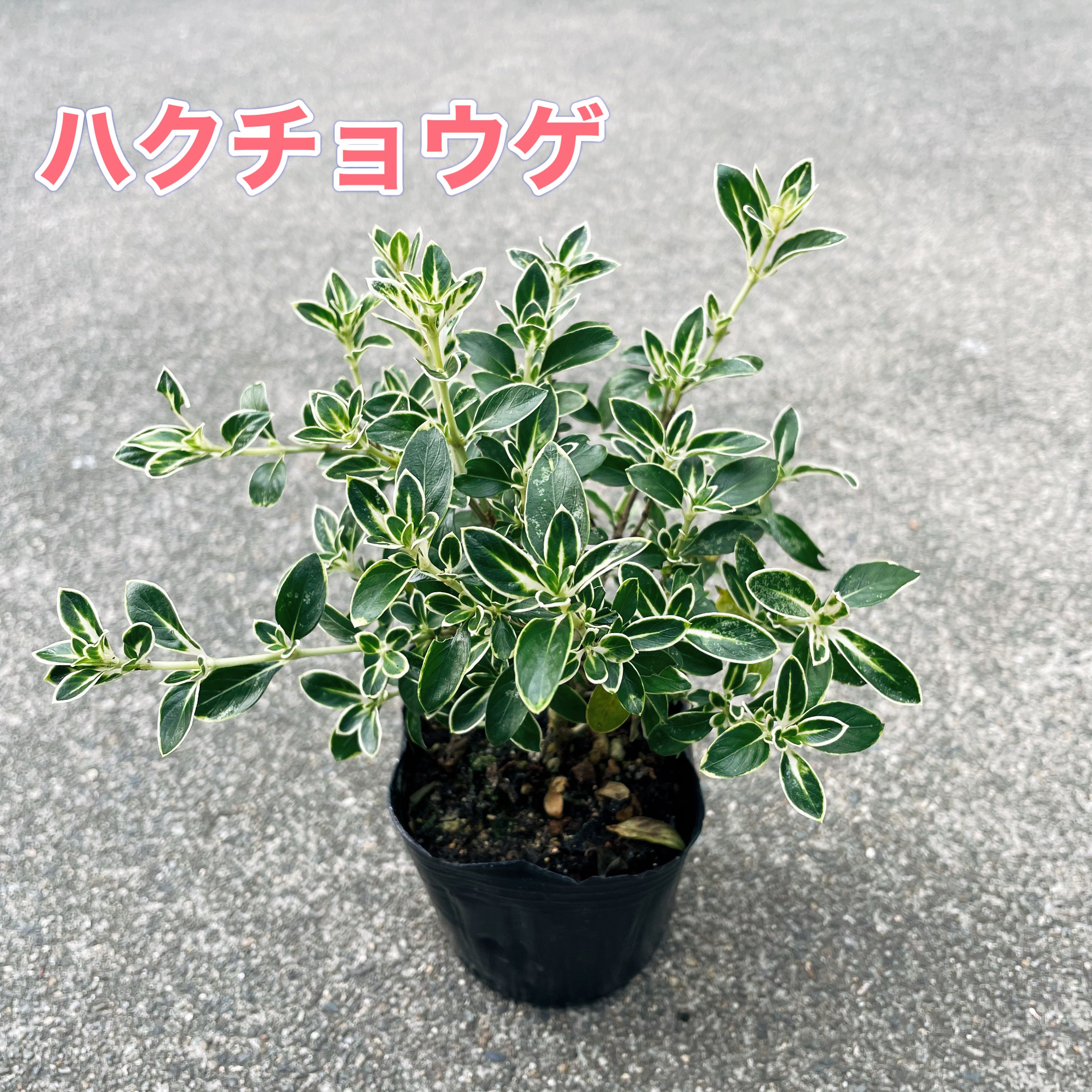 【お得な5点セット！】ハクチョウゲ 3号ポット苗斑入り葉 苗 苗木 常緑低木 庭木 シンボルツリー ナチ..