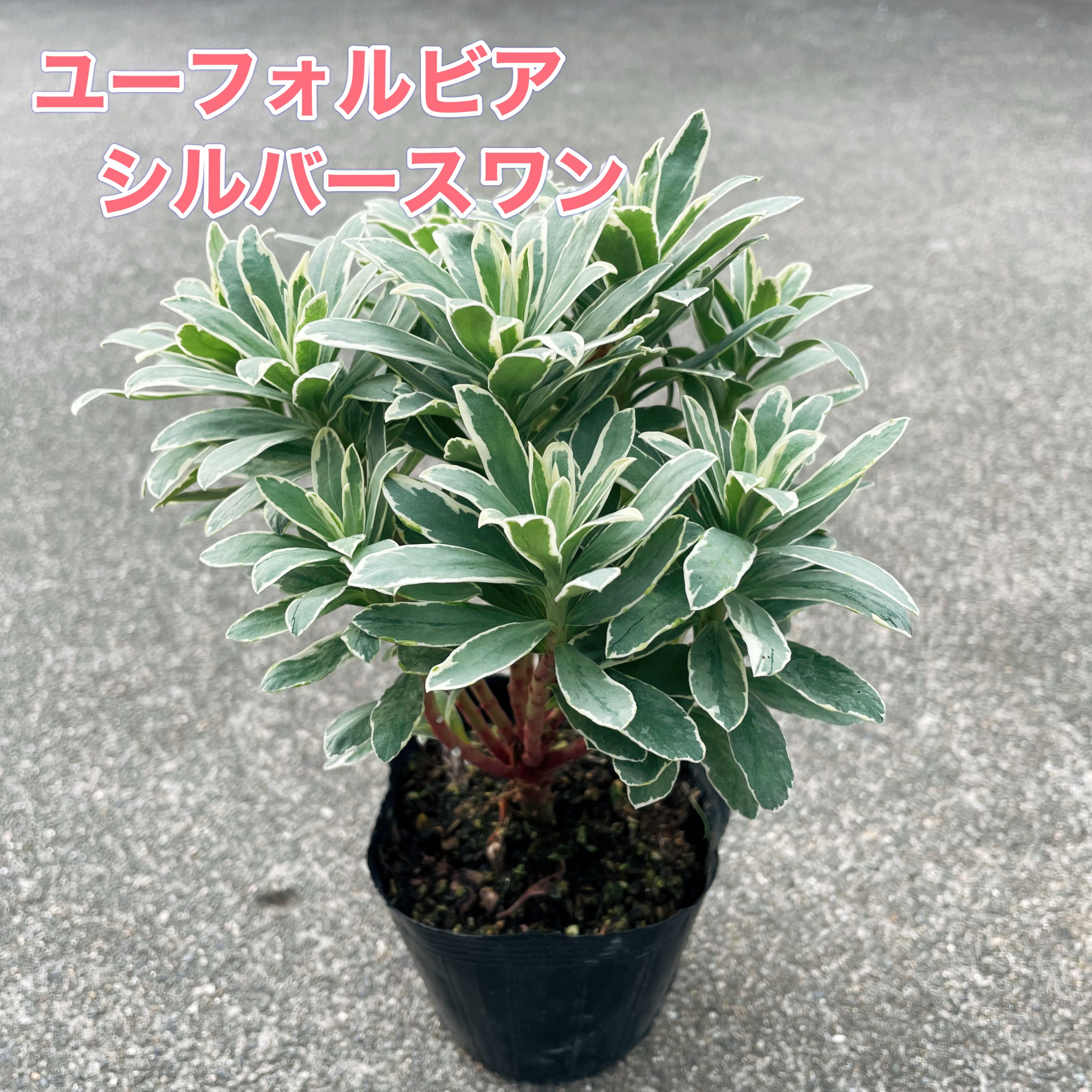 【お得な5点セット！】ユーフォルビア シルバーシワン 3号ポット苗 カラーリーフ 苗 寄せ植え 宿根草 ..