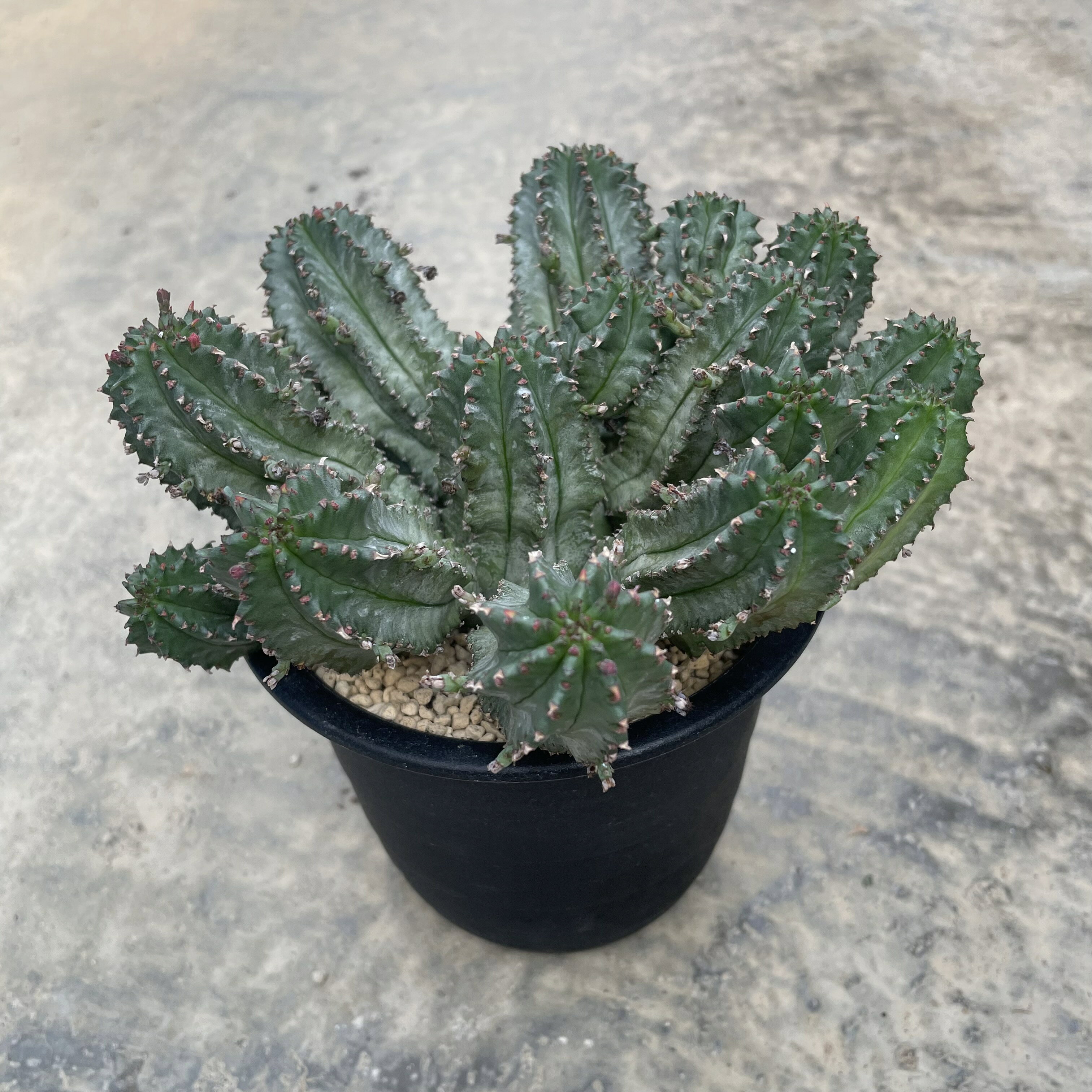 Euphorbia ユーフォルビア ホリダバリダ 管理方法付き4号鉢 サボテン 多肉植物 希少 珍奇植物 レア 珍品 珍しい インテリア 観葉植物 グリーン 人気 おうち時間 プレゼント ギフト おしゃれ 新生活 引っ越し 新築祝