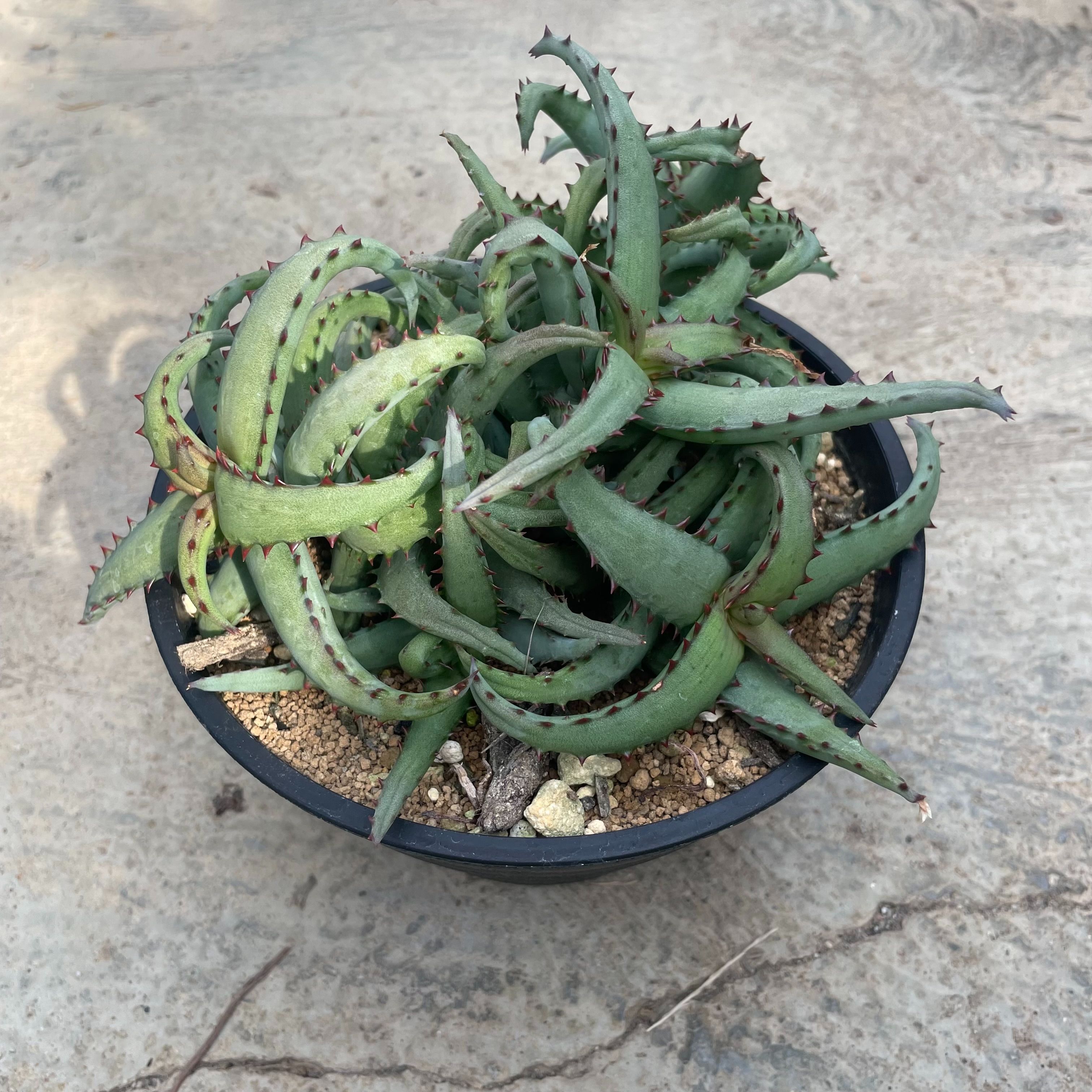 Aloe アロエ カスティロニアエ 管理方法付き6号鉢 サボテン 多肉植物 希少 珍奇植物 レア 珍品 珍しい インテリア 観葉植物 グリーン 人気 おうち時間 プレゼント ギフト おしゃれ 新生活 引っ越し 新築祝