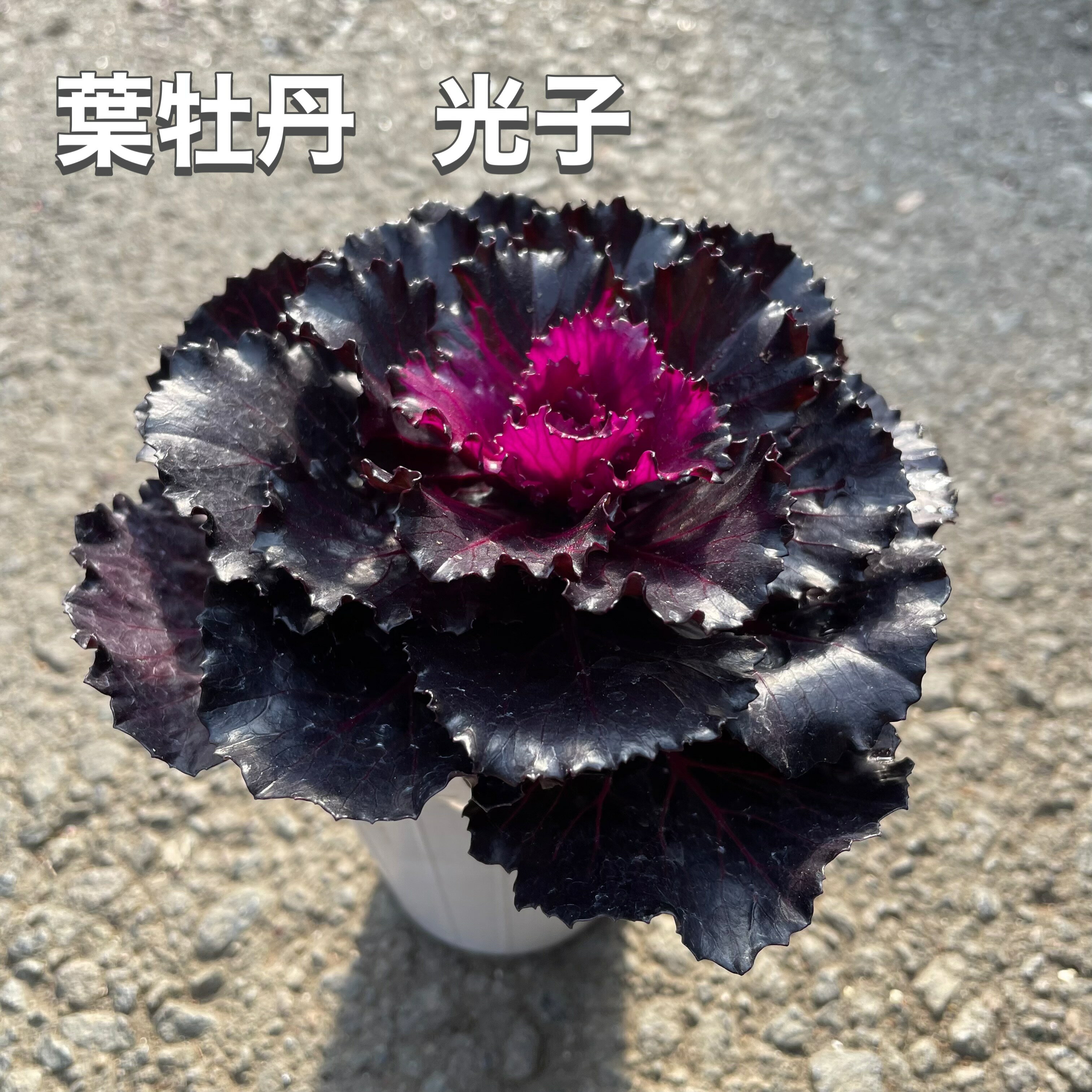 【葉牡丹 光子】光沢ある葉牡丹 2.5号ポット苗 高級葉牡丹 フリル プレミアム おしゃれ シック 大人っ..