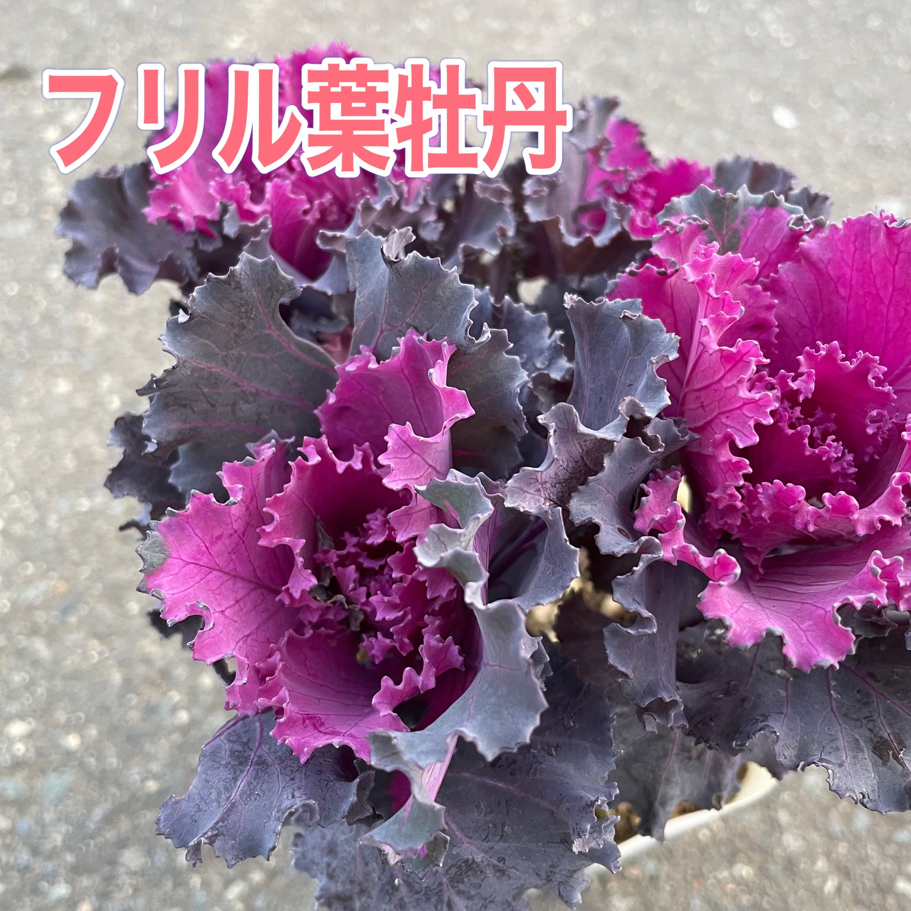 【お得な5点セット！】フリル葉牡丹 多粒まき 4本仕立て 3号ポット苗パープル フリル 葉ボタン ハボタン 葉牡丹 かわいい 寄せ植え リース ハンキングバスケット バラマキ 花壇 鉢植え 耐寒性 苗 秋 冬 春 クリスマス お正月 縁起物 ミニサイズ