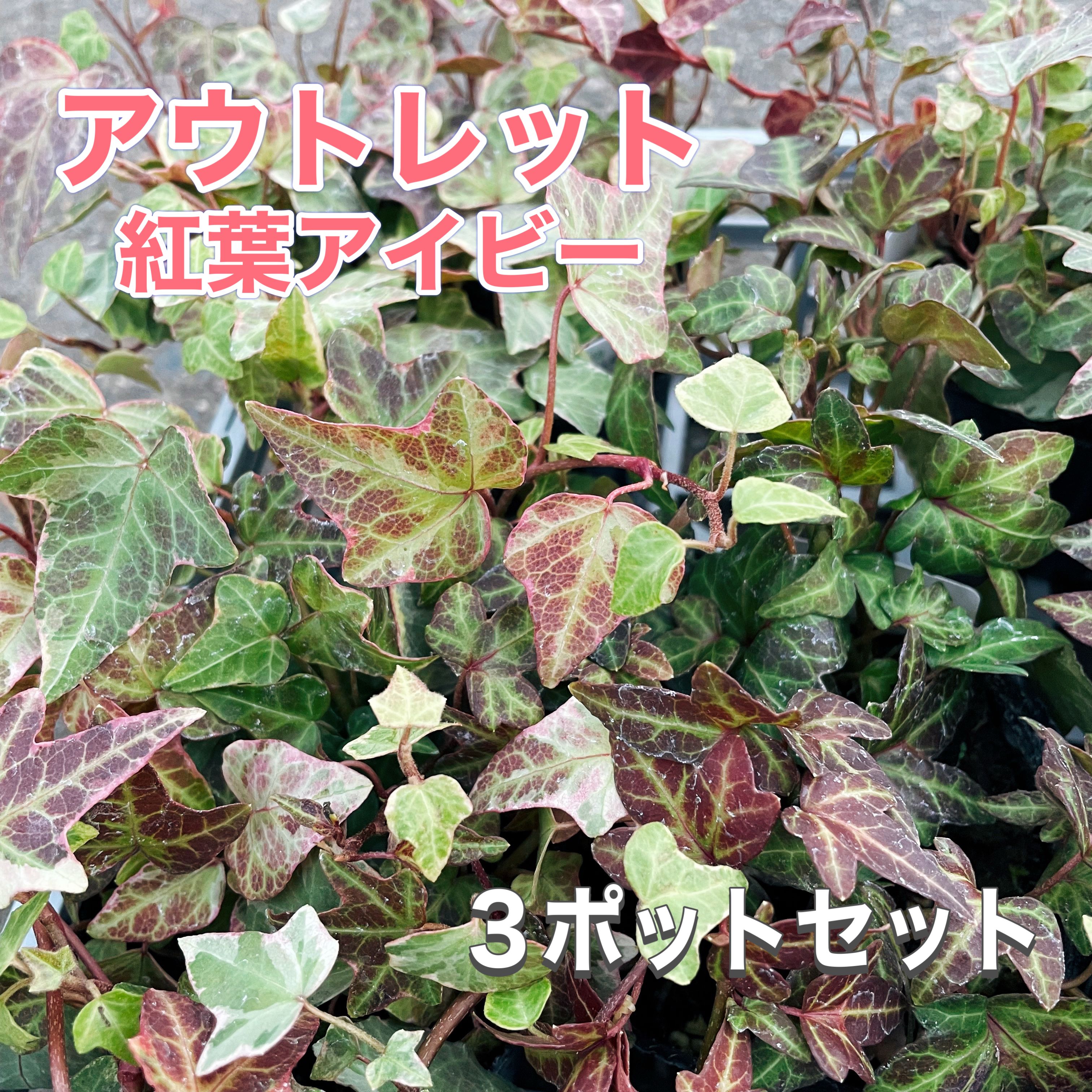 【アウトレット　訳あり】紅葉アイビー 3ポットセット 品種はお任せ 季...(4)