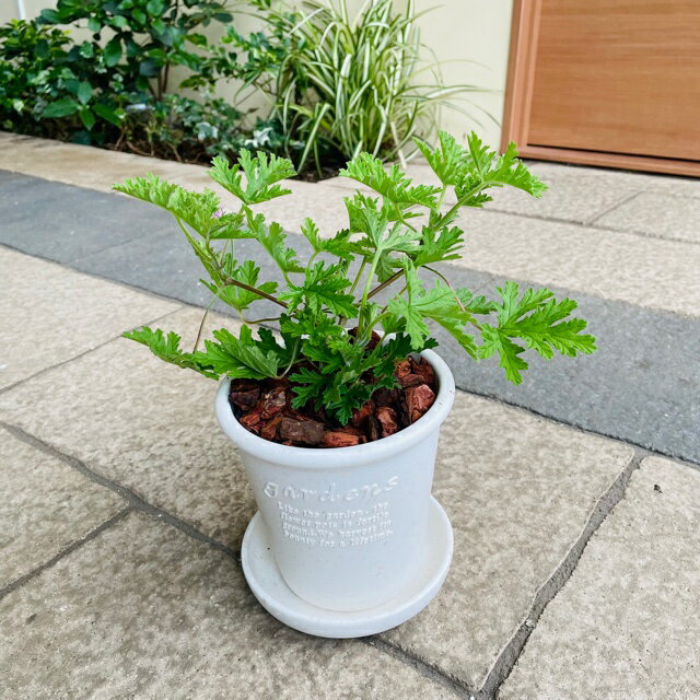 【虫よけハーブの鉢植え】蚊よけハーブ ローズゼラニューム ハーブ 寄せ植え 誕生日 ガーデン プレゼント 贈り物 鉢植え 受け皿付き 苗 おうち時間を楽しもう インテリア ギフト ハーブ生活のサムネイル