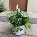 【観葉植物の寄せ植え】受け皿付き 季節の観葉植物の寄せ植え・誕生日・ガーデン・プレゼント・贈り物・ギフト・セット・苗・おしゃれな寄せ植え・鉢植え 夏 秋 玄関 ...