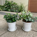 選べるアイビーで運気アップ!!鉢小さ目風水効果 おしゃれ ギフト 観葉植物ヘデラ 受皿付き 選べる苗 インテリア