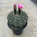 ycymnocalycium Mہzyz4.5 T{e A  A A i  CeA ϗtA O[ lC  v[g Mtg 