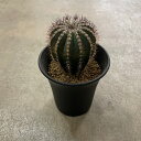 【Ueblmannia ユーベルマニア ペクチニフェラ】管理方法付き 送料無料 3号鉢 サボテン 多肉植物 希少 珍奇植物 レア 珍品 珍しい インテリア 観葉...