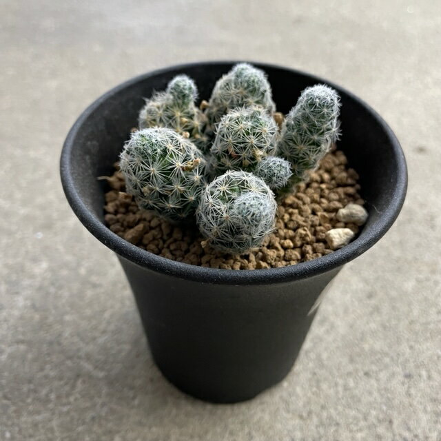 【Mammillaria マミラリア ギセラエ】3号鉢 サボテン 多肉植物 希少 珍奇植物 レア 珍品 珍しい インテリア 観葉植物 グリーン 人気 おうち時間 プレゼント ギフト おしゃれ