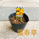 【山野草】福寿草 縁起物 黄色い花 苗 花苗 耐寒性多年草 2芽入