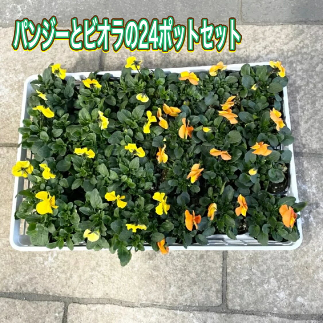 【送料無料】【お得なパンジーとビオラの24ポットセット】選べる花色 3色 季節の花 花苗 花壇 寄せ植え..