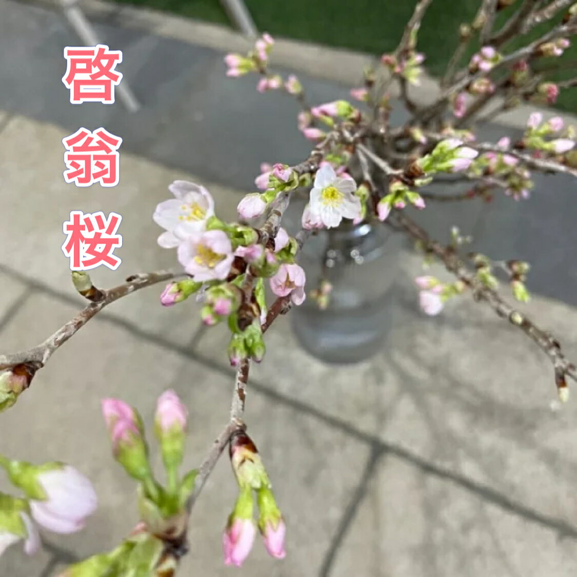 啓翁桜切り花 3本 70cm さくら 生花 花束 切り花 枝 枝もの おしゃれ フラワー プレゼント ギフト インテリア 誕生日祝い 季節の花 卒園式 卒業式 入園式 入学式 お花見 蕾